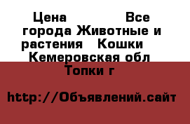 Zolton › Цена ­ 30 000 - Все города Животные и растения » Кошки   . Кемеровская обл.,Топки г.